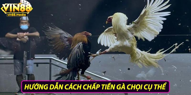 Hướng dẫn cách chấp tiền gà chọi cụ thể